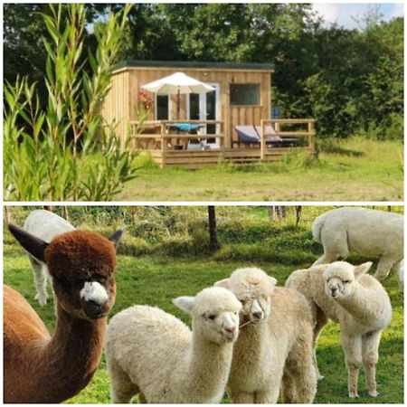 Dartmoor Reach Alpaca Farm Heated Cabins 5 Mins Drive To Dartmoor Bovey Tracey Extérieur photo