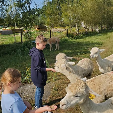 Dartmoor Reach Alpaca Farm Heated Cabins 5 Mins Drive To Dartmoor Bovey Tracey Extérieur photo