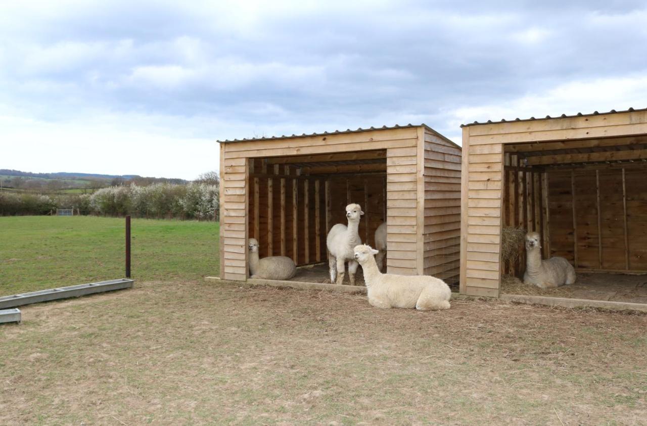 Dartmoor Reach Alpaca Farm Heated Cabins 5 Mins Drive To Dartmoor Bovey Tracey Extérieur photo