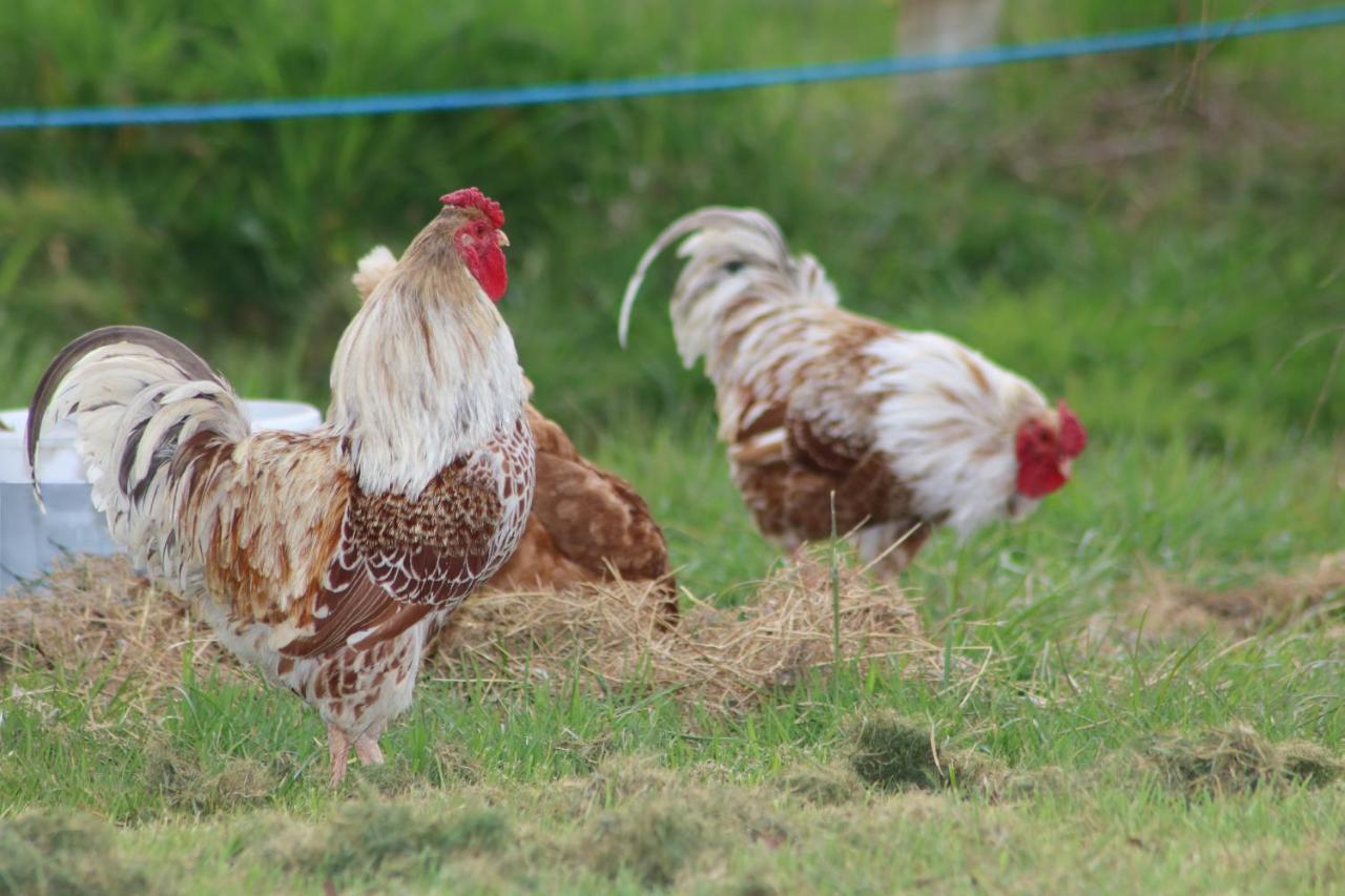 Dartmoor Reach Alpaca Farm Heated Cabins 5 Mins Drive To Dartmoor Bovey Tracey Extérieur photo