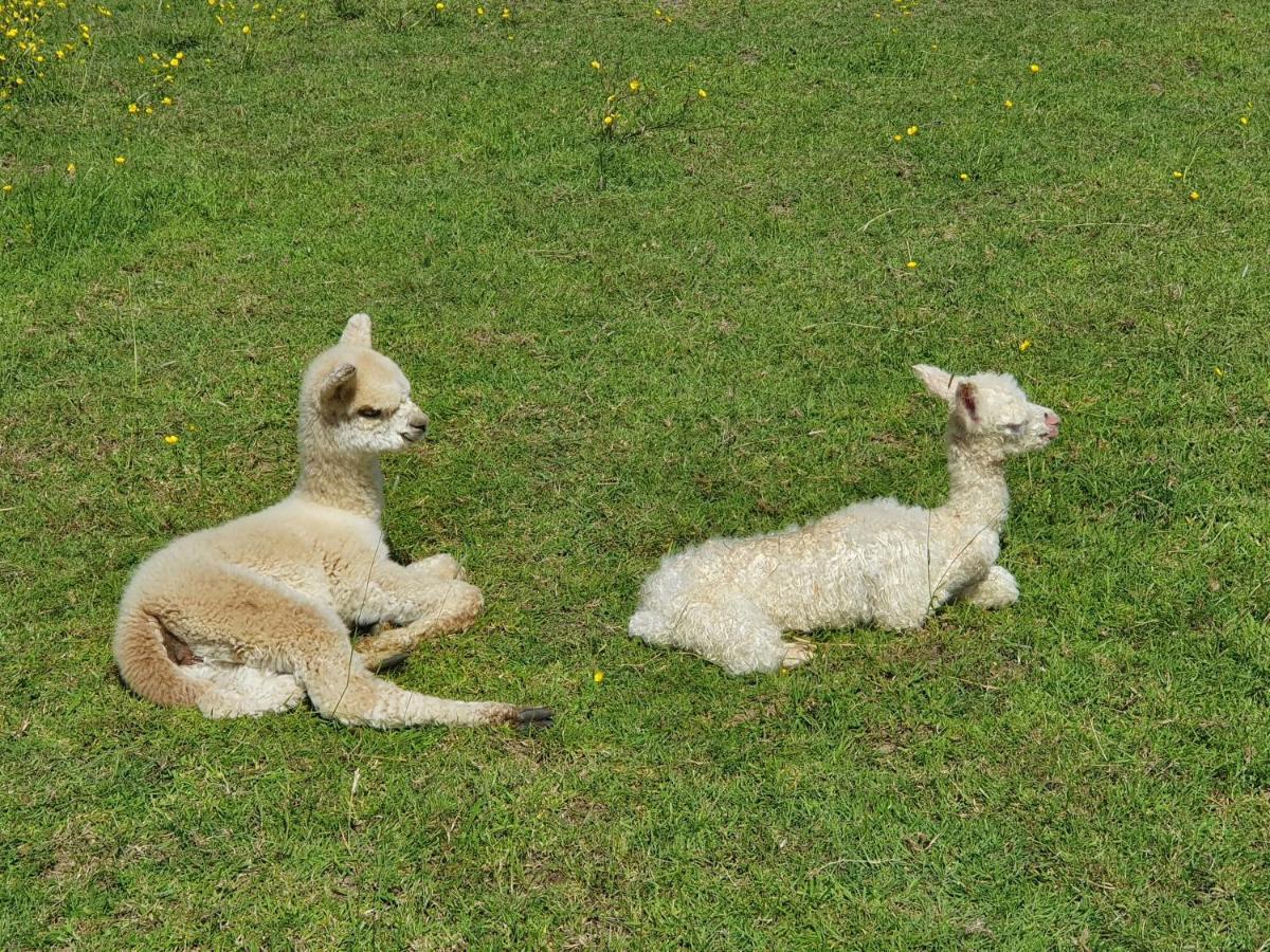 Dartmoor Reach Alpaca Farm Heated Cabins 5 Mins Drive To Dartmoor Bovey Tracey Extérieur photo