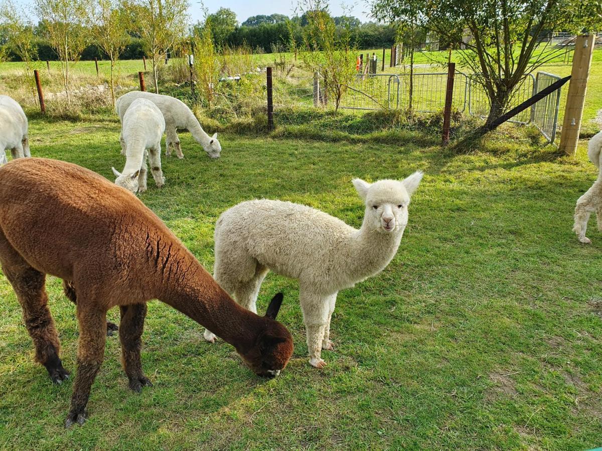 Dartmoor Reach Alpaca Farm Heated Cabins 5 Mins Drive To Dartmoor Bovey Tracey Extérieur photo