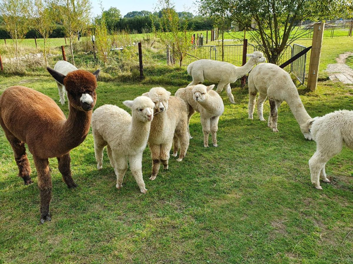 Dartmoor Reach Alpaca Farm Heated Cabins 5 Mins Drive To Dartmoor Bovey Tracey Extérieur photo
