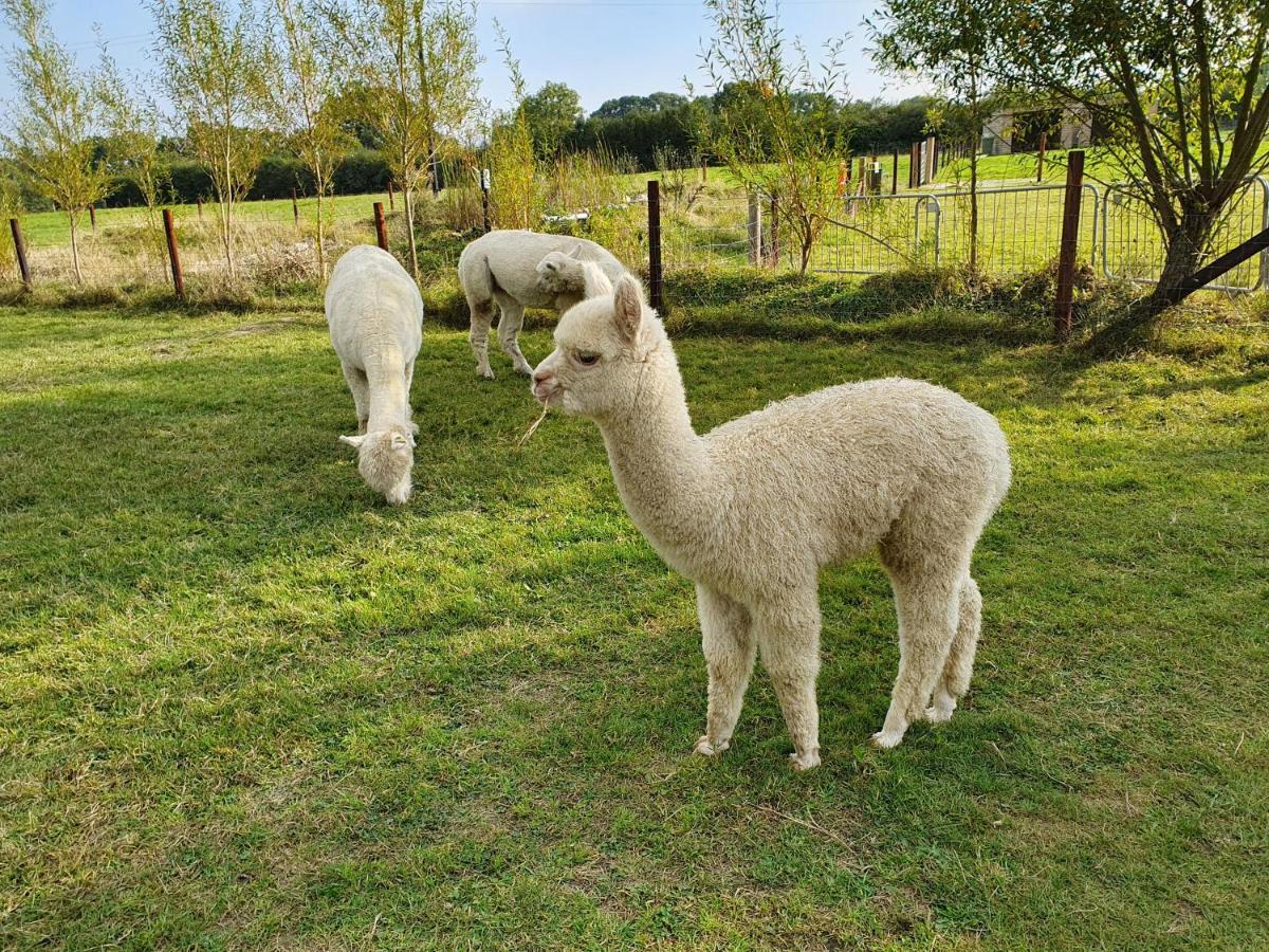 Dartmoor Reach Alpaca Farm Heated Cabins 5 Mins Drive To Dartmoor Bovey Tracey Extérieur photo