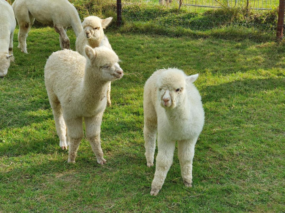 Dartmoor Reach Alpaca Farm Heated Cabins 5 Mins Drive To Dartmoor Bovey Tracey Extérieur photo