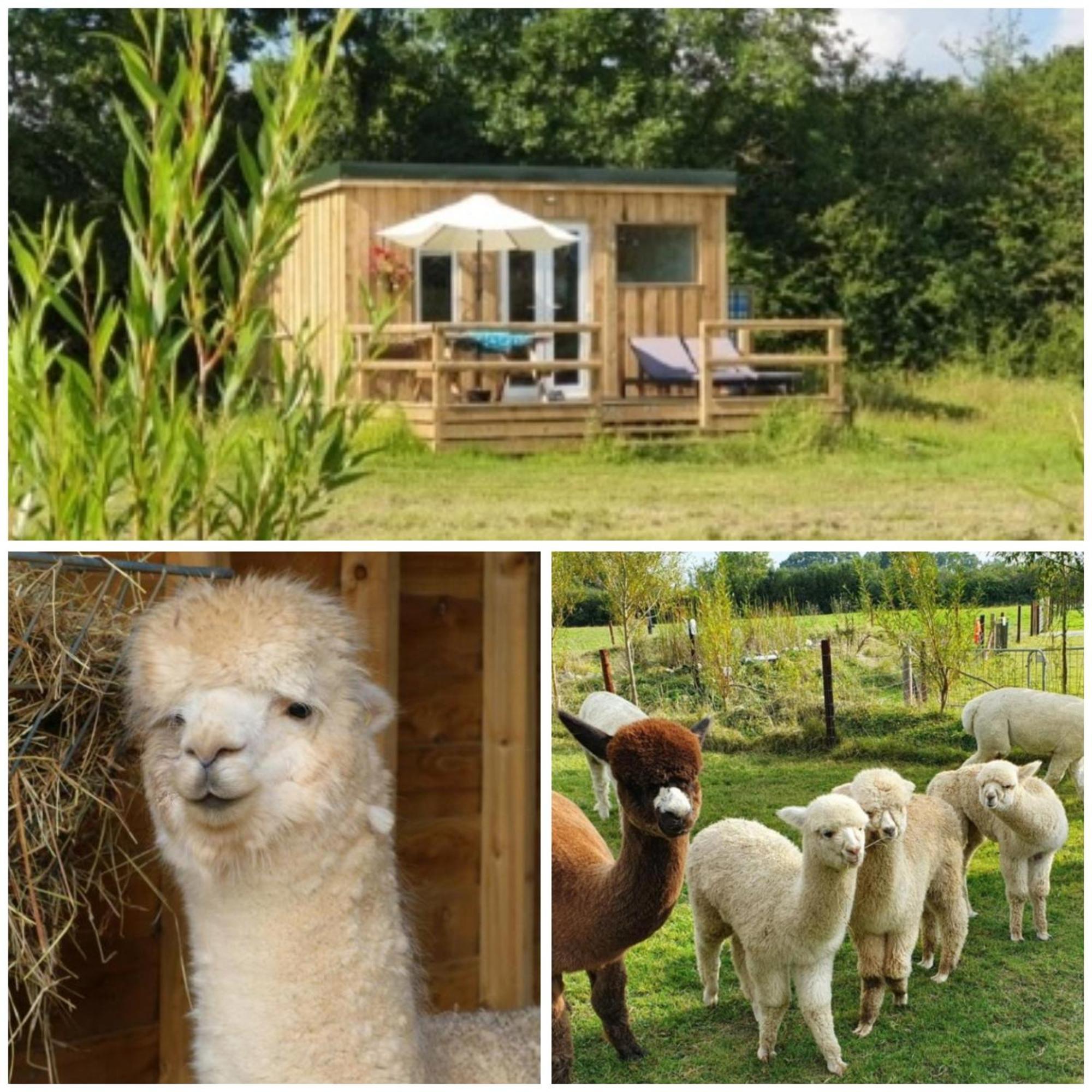 Dartmoor Reach Alpaca Farm Heated Cabins 5 Mins Drive To Dartmoor Bovey Tracey Extérieur photo