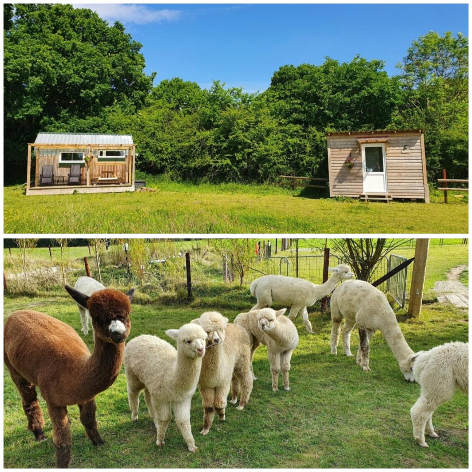 Dartmoor Reach Alpaca Farm Heated Cabins 5 Mins Drive To Dartmoor Bovey Tracey Chambre photo