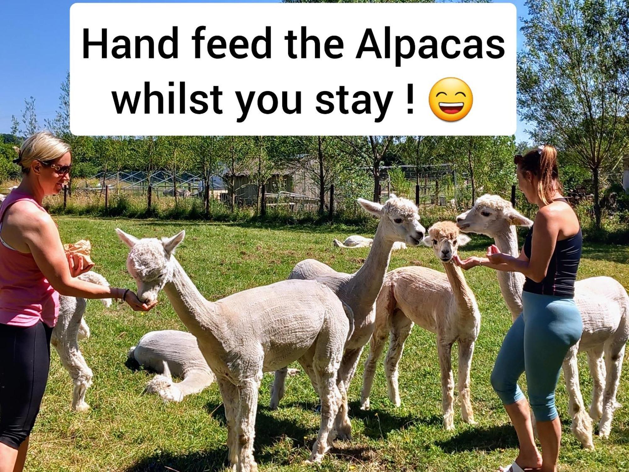 Dartmoor Reach Alpaca Farm Heated Cabins 5 Mins Drive To Dartmoor Bovey Tracey Extérieur photo