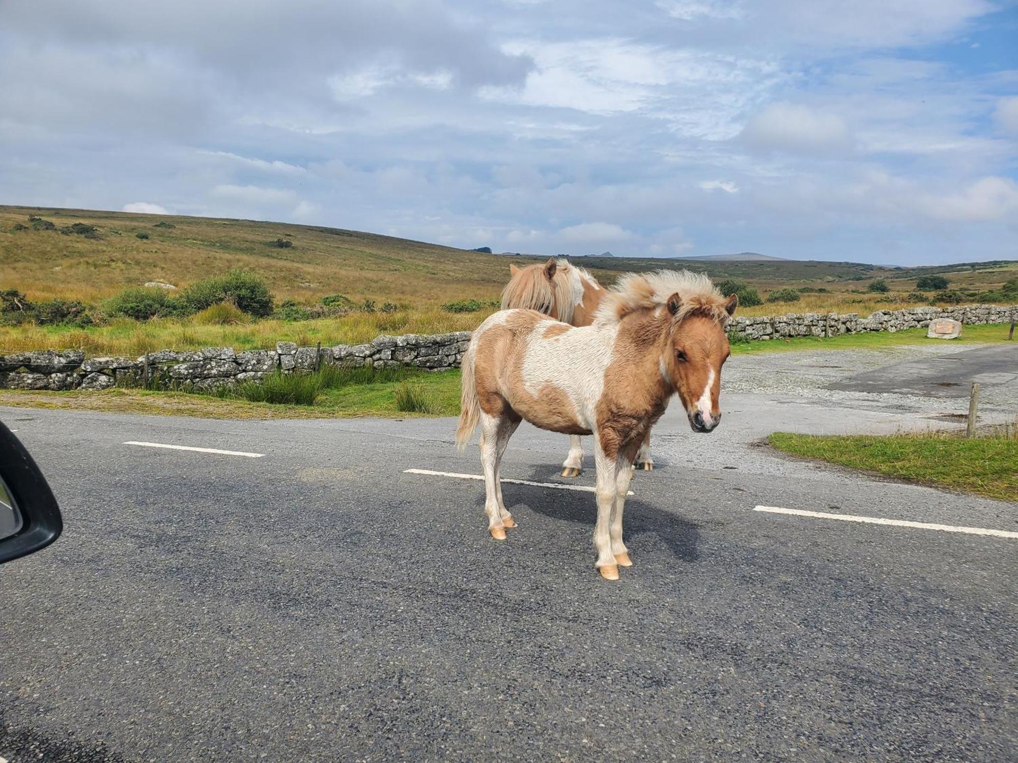 Dartmoor Reach Alpaca Farm Heated Cabins 5 Mins Drive To Dartmoor Bovey Tracey Extérieur photo