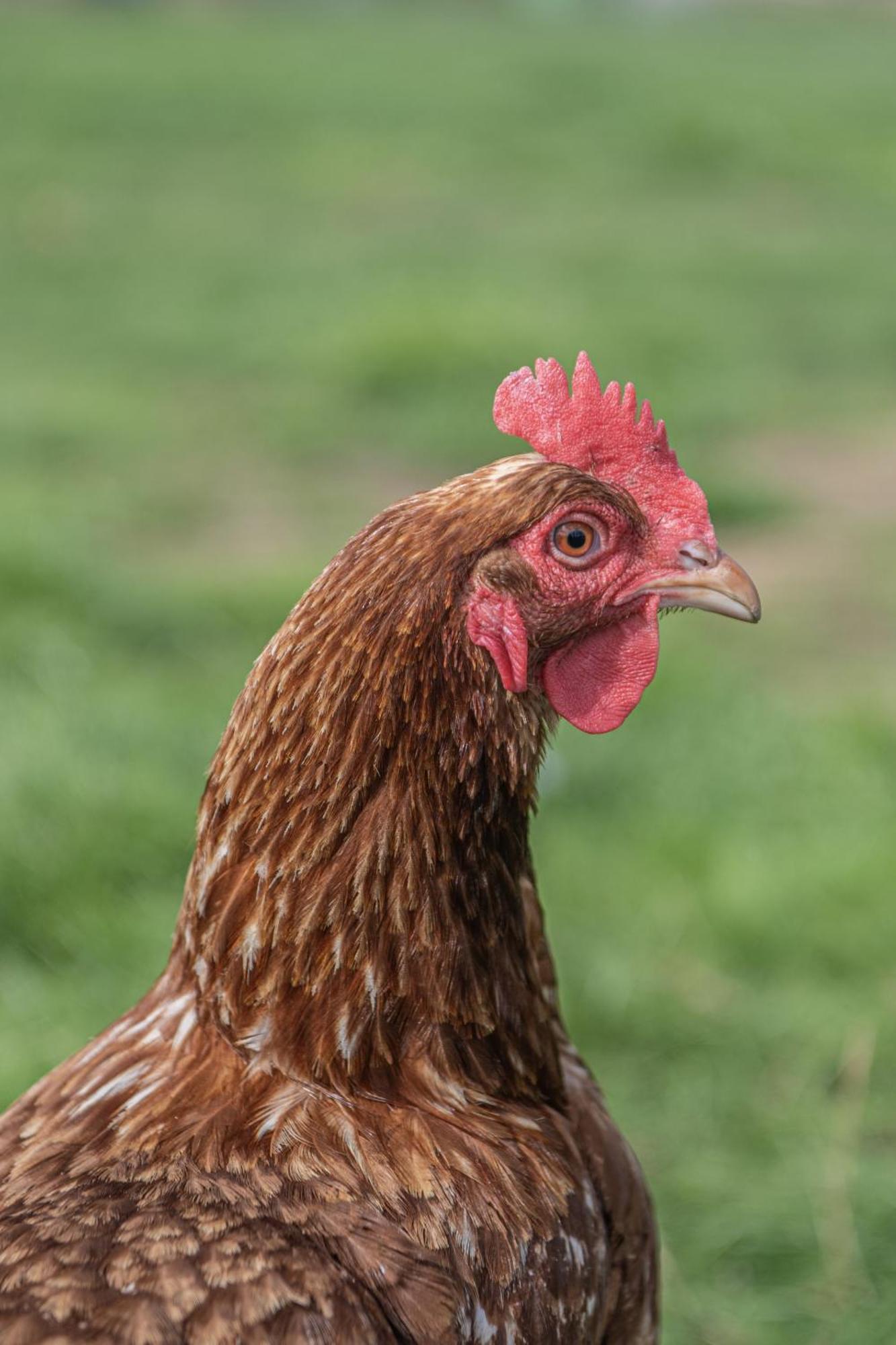 Dartmoor Reach Alpaca Farm Heated Cabins 5 Mins Drive To Dartmoor Bovey Tracey Extérieur photo