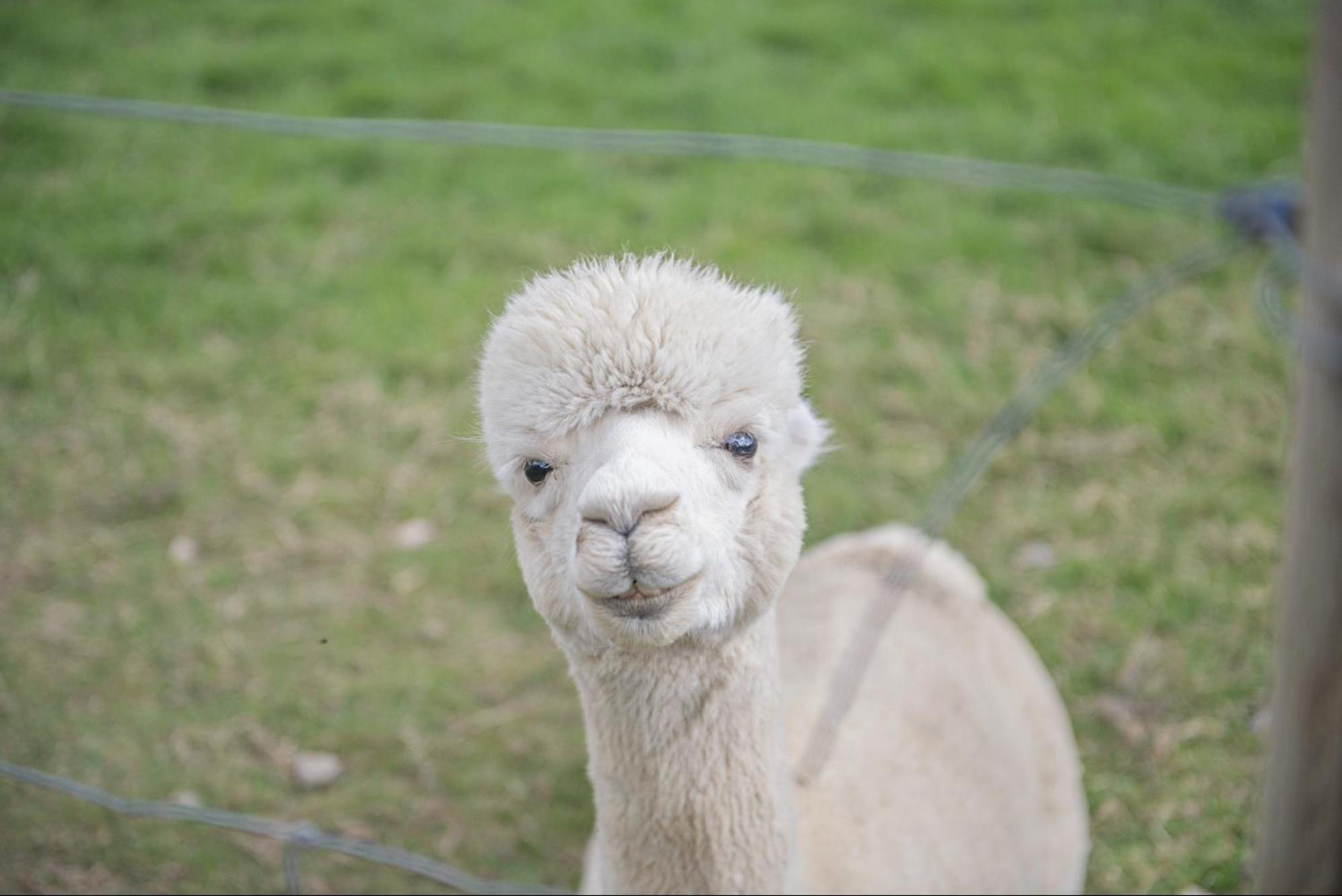 Dartmoor Reach Alpaca Farm Heated Cabins 5 Mins Drive To Dartmoor Bovey Tracey Extérieur photo