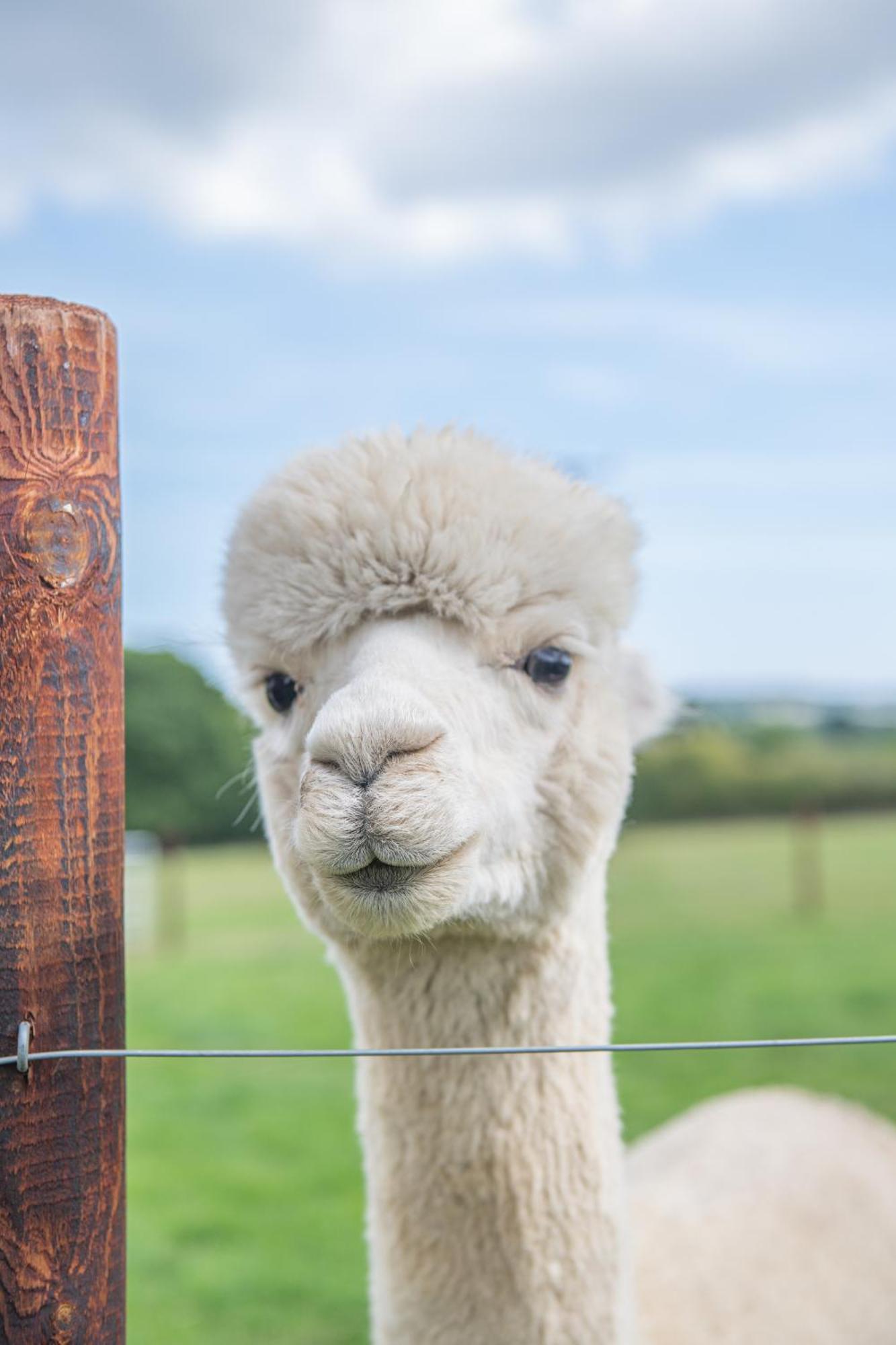 Dartmoor Reach Alpaca Farm Heated Cabins 5 Mins Drive To Dartmoor Bovey Tracey Chambre photo