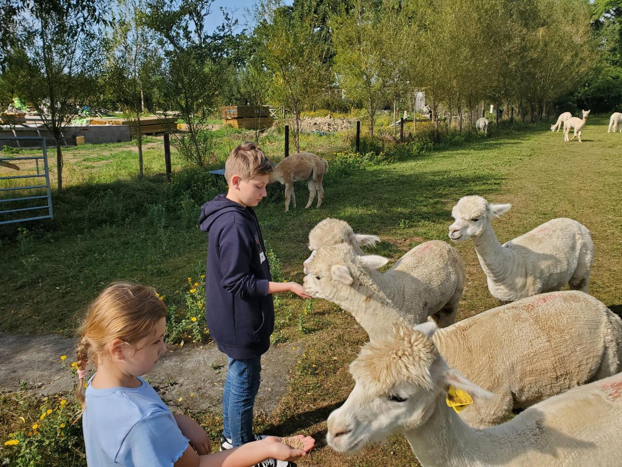 Dartmoor Reach Alpaca Farm Heated Cabins 5 Mins Drive To Dartmoor Bovey Tracey Extérieur photo